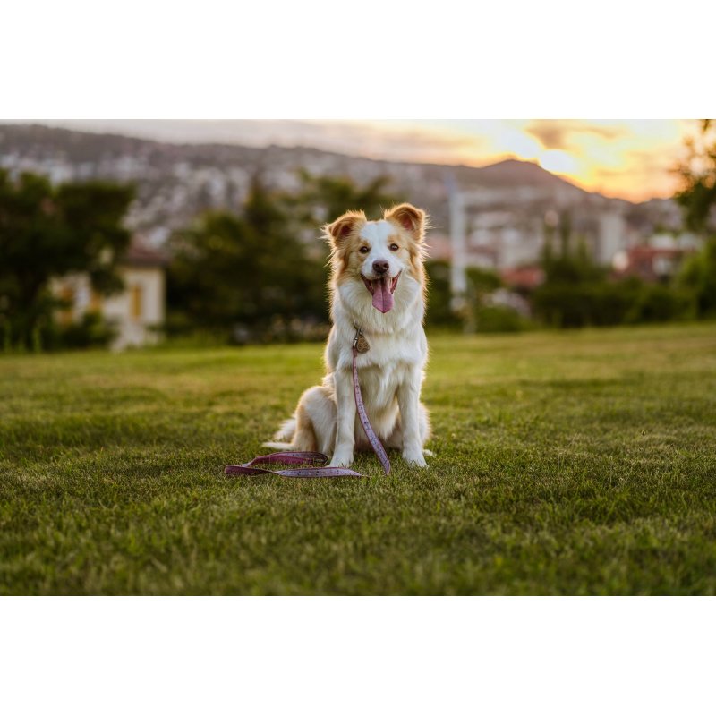 TICKLESS PET DLA PSA I KOTA ULTRADŹWIĘKOWA OCHRONA ŚRODEK NA KLESZCZE ECO